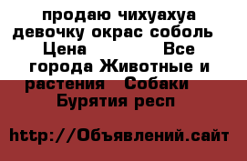 продаю чихуахуа девочку,окрас соболь › Цена ­ 25 000 - Все города Животные и растения » Собаки   . Бурятия респ.